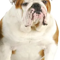 名犬QQ头像图片第1张