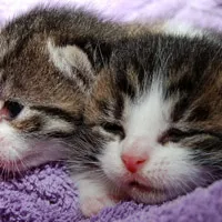 可爱萌萌的小猫咪头像图片第1张