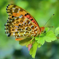 蝶恋花微信头像图片大全第1张