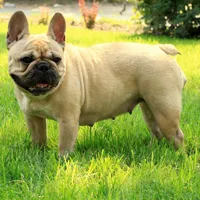 法国斗牛犬头像第1张