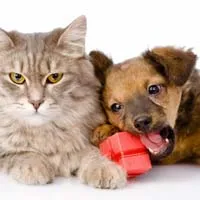 猫和狗头像第1张