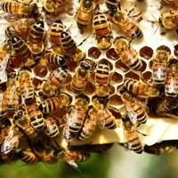 蜜蜂蜂巢图片头像,在蜜蜂的蜂巢中第1张