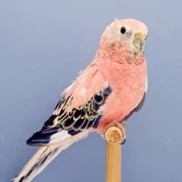 鹦鹉qq群头像图片第1张