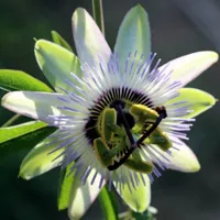 qq花朵头像第1张