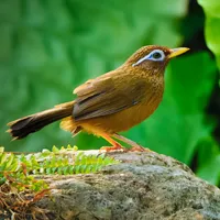 好看的小鸟头像第1张