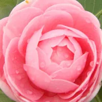 山茶花头像第1张