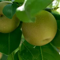 苹果头像图片第1张