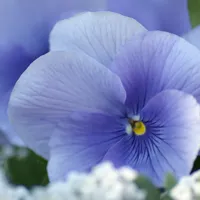 唯美花卉头像第1张