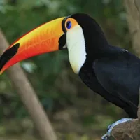 大嘴巴犀鸟头像图片第1张