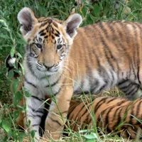 小老虎头像第1张