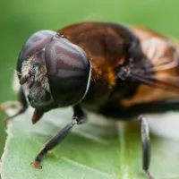 好看蜜蜂头像第1张