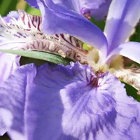 大而美丽高清花朵头像第1张