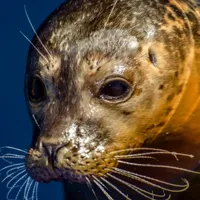 可爱海豹头像图片第1张