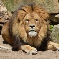 狮子头像图片第1张