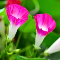 好看的喇叭花头像图片第1张