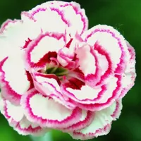 康乃馨头像图片第1张