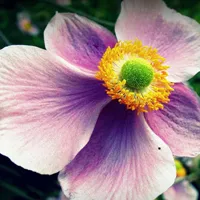 自然清新鲜花QQ头像第1张