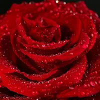 2015年情人节玫瑰头像图片第1张