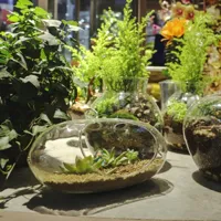 清新的盆栽植物图片头像大全第1张