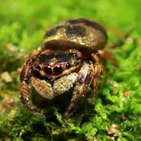 跳蛛图片头像大全第1张