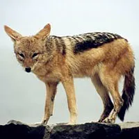 关于狼的qq头像第1张