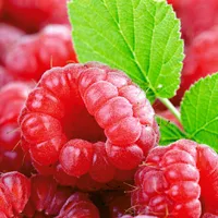 个性水果头像第1张