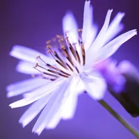 小清新花卉头像第1张