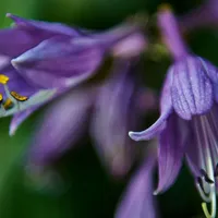 紫玉簪花朵头像第1张