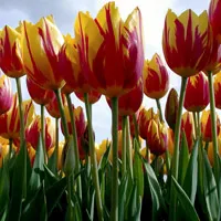 唯美鲜花头像第1张