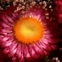 唯美鲜花头像图片第1张