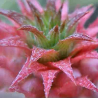 qq植物头像第1张