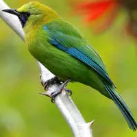 可爱小鸟头像图片第1张