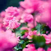 美丽的蔷薇花头像图片第1张