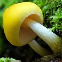 唯美蘑菇头像第1张