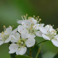 洁白的火棘花QQ头像图上第1张