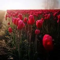 含苞待放的郁金香qq头像图片第1张