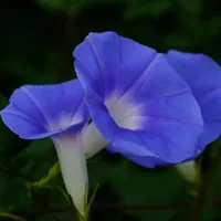 牵牛花头像第1张