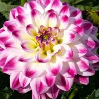 清新的大丽花QQ头像图片第1张