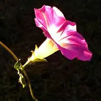 唯美牵牛花头像第1张