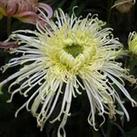 菊花QQ头像图片第1张