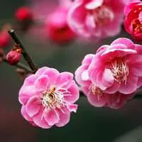 qq梅花头像第1张