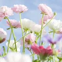 山花灿漫好看花朵头像第1张