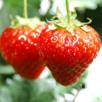 新鲜红红草莓QQ头像第1张