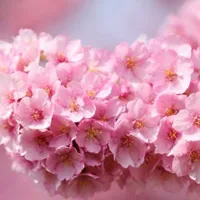 粉红的樱花QQ头像图片第1张