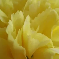 母亲节康乃馨头像图片第1张