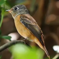 棕尾褐鹟鸟类QQ头像图片第1张