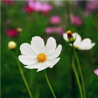 美丽鲜艳的格桑花头像第1张