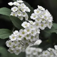 麻叶绣线菊花卉头像图片第1张