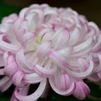 qq菊花头像 清新菊花图片第1张