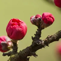 桃花qq头像第1张